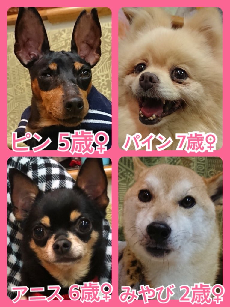 🐾今日の里親様募集中ワンコ🐶メンバーです🐾2019,1,2